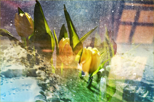 «Весна будет дружной», обещает вологжанам объединение FotoLira